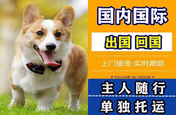 大连市宠物托运公司大连市宠物托运公司大连市宠物托运公司
