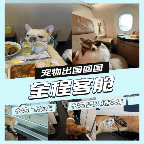 大连市宠物托运到白俄罗斯宠物入境规定和要求
